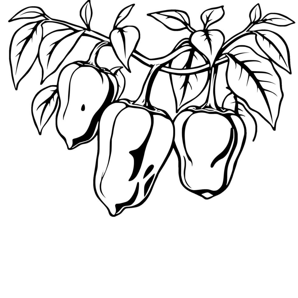 Three Yellow Bell Peppers Hanging On A Branch vector