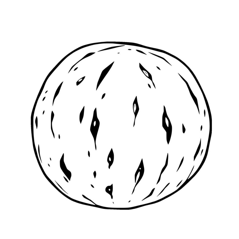 Line Art Illustration Of A Single Walnut vector