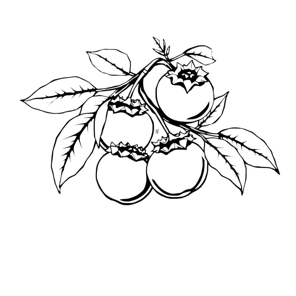 Line Art Drawing Of Blueberries On Branch With Leaves vector