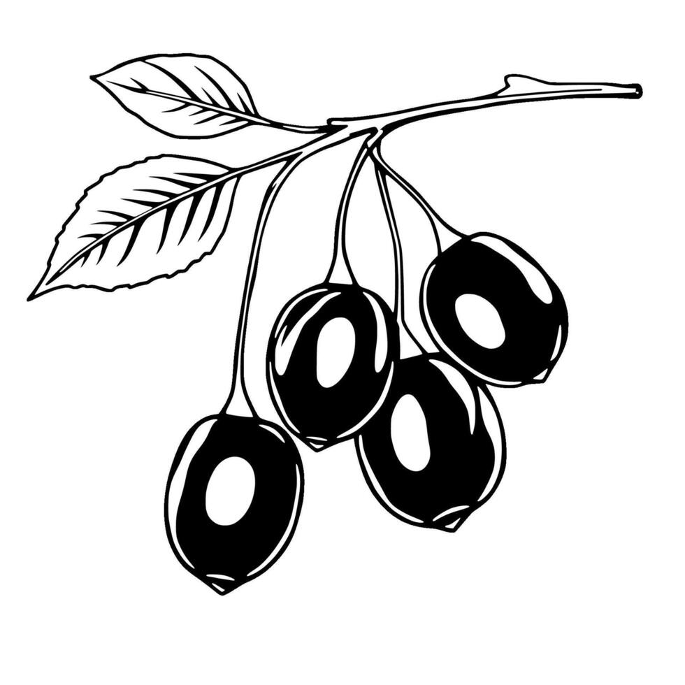 Black And White Illustration Of Berries On Branch vector