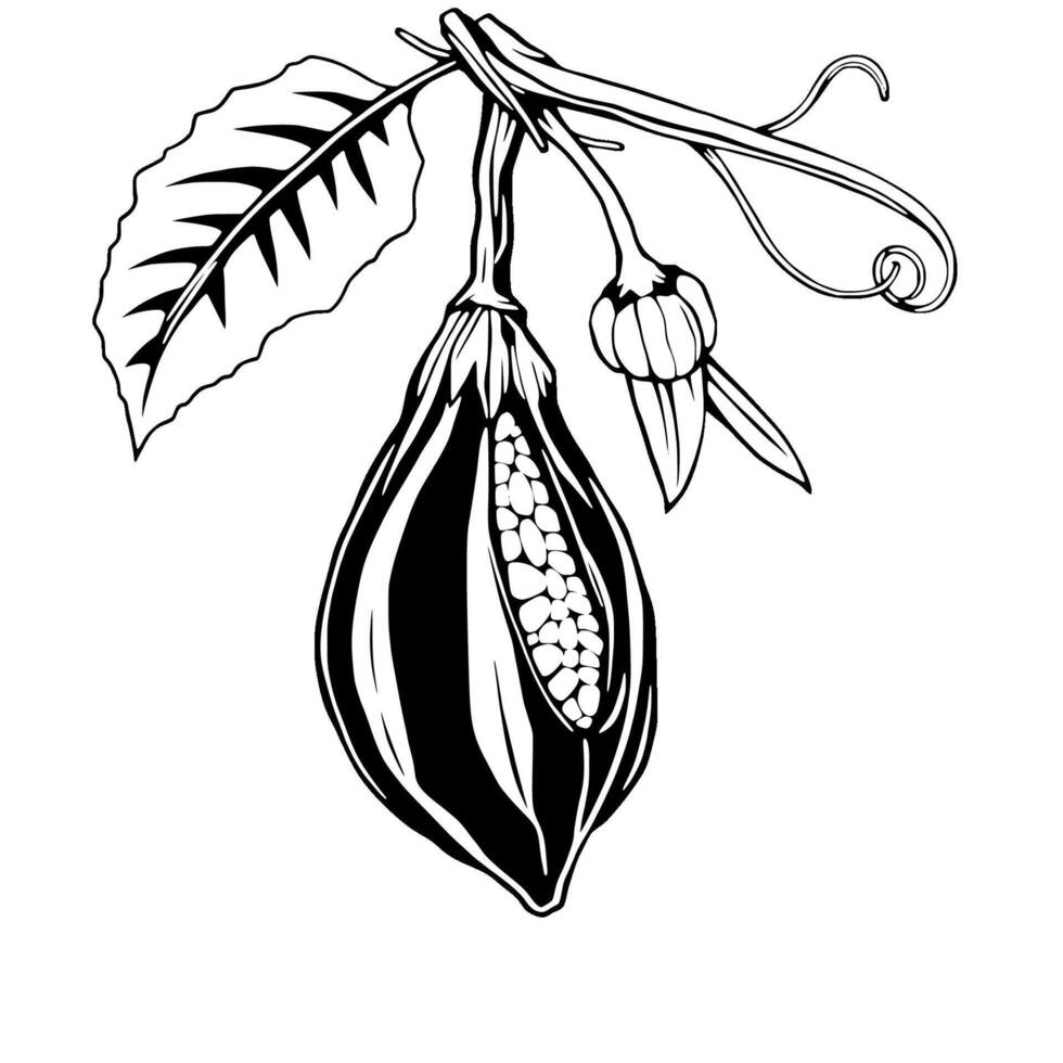Monochrome Illustration Of Cacao Pod With Seeds And Leaf vector