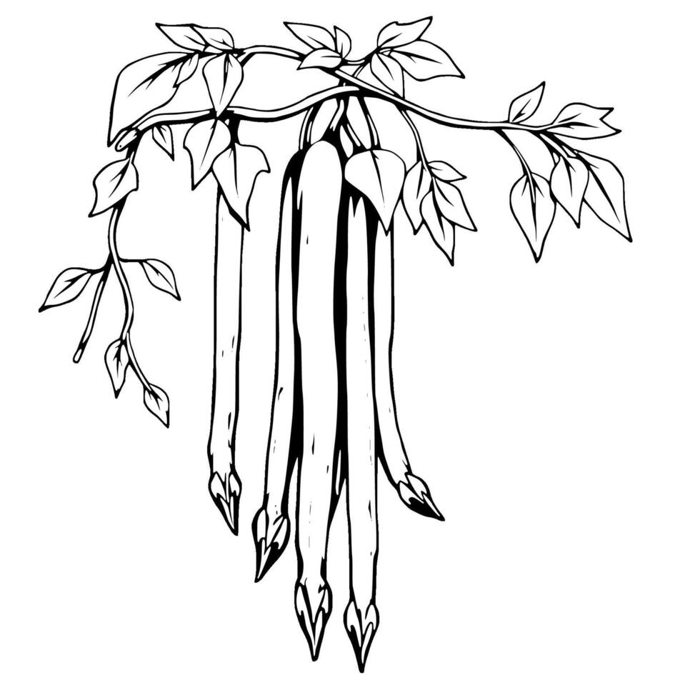 Line Art Illustration Of Hanging Green Beans On Vine vector