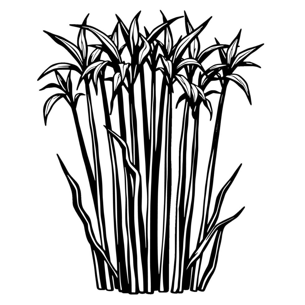 A drawing of a plant with leaves vector