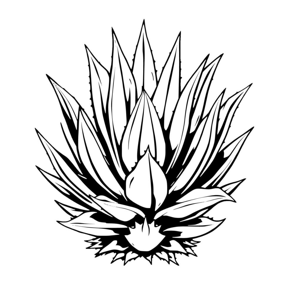 Striking Black And White Illustration Of An Agave Plant vector