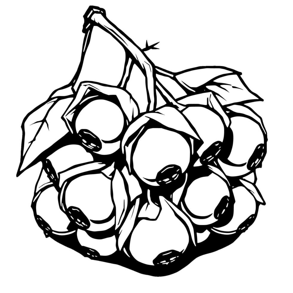 Cluster of Black and White Rosehips on Branch vector