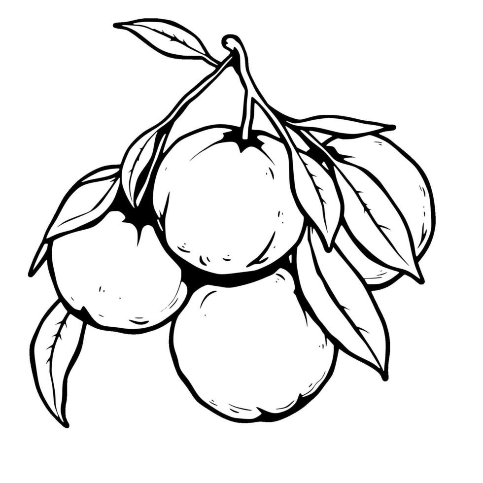 Cluster of Oranges on Branch Line Art Illustration vector