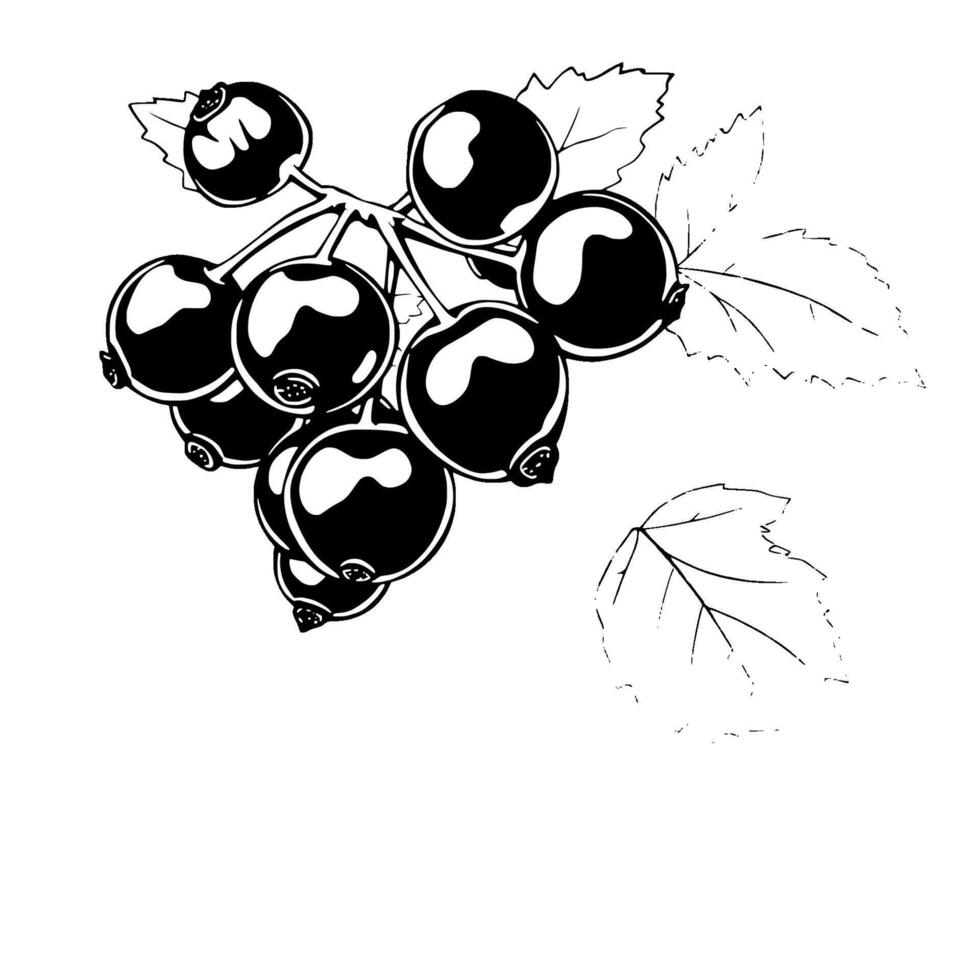 Blackcurrant Branch Illustration A Cluster Of Ripe Berries And Leaves vector