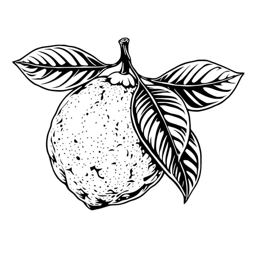 Detailed Line Art Illustration Of A Lemon With Leaves vector