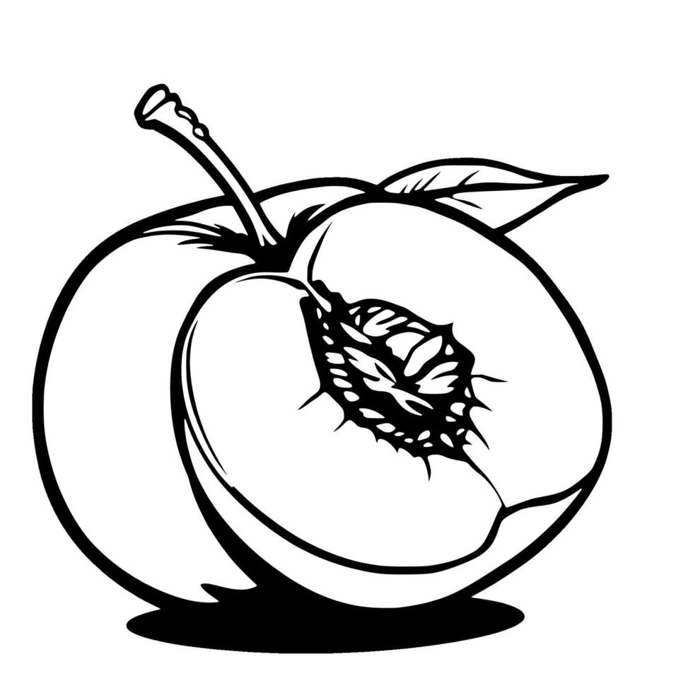 Halved Peach Illustration A Detailed Black And White Drawing vector