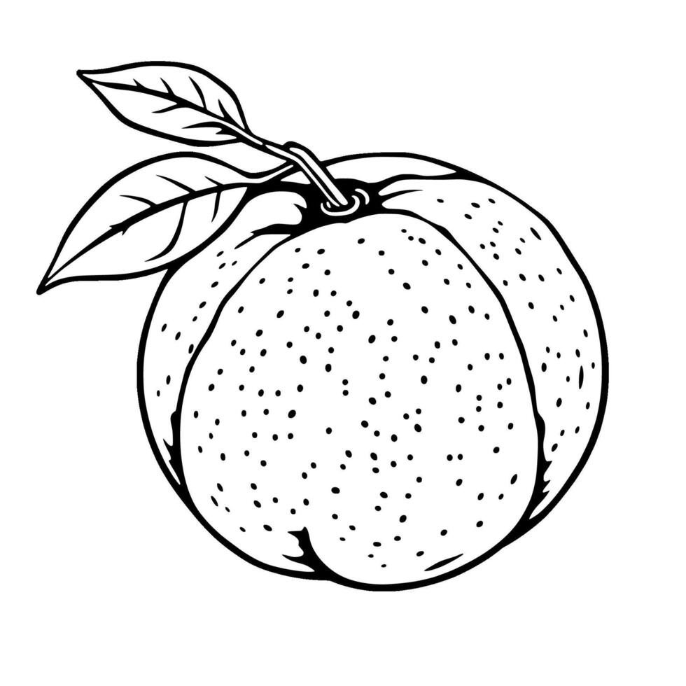 Line Art Drawing Of A Single Orange With Leaves vector