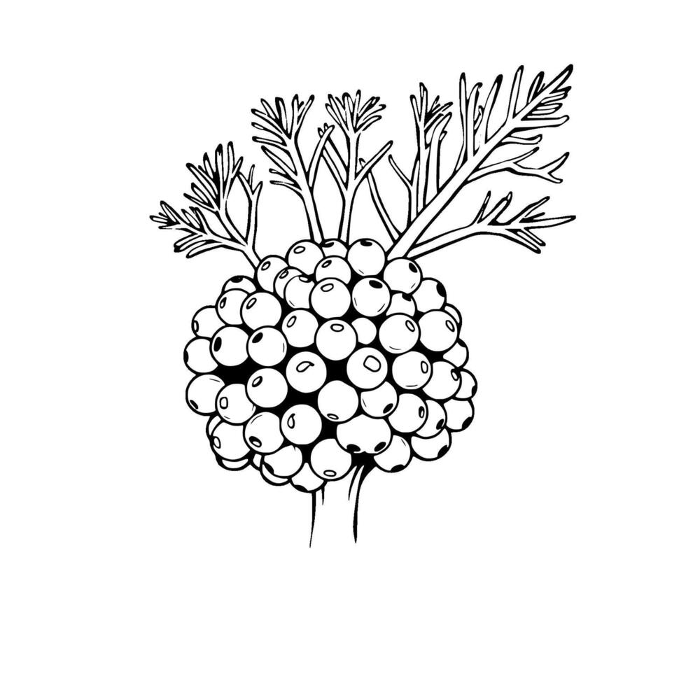 Line Art Drawing of a Cluster of Berries with Stems vector