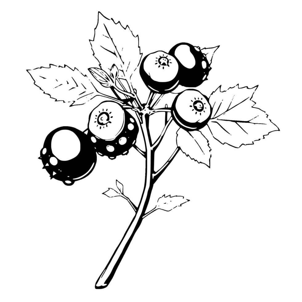 Detailed Line Drawing Of A Branch With Berries And Leaves vector
