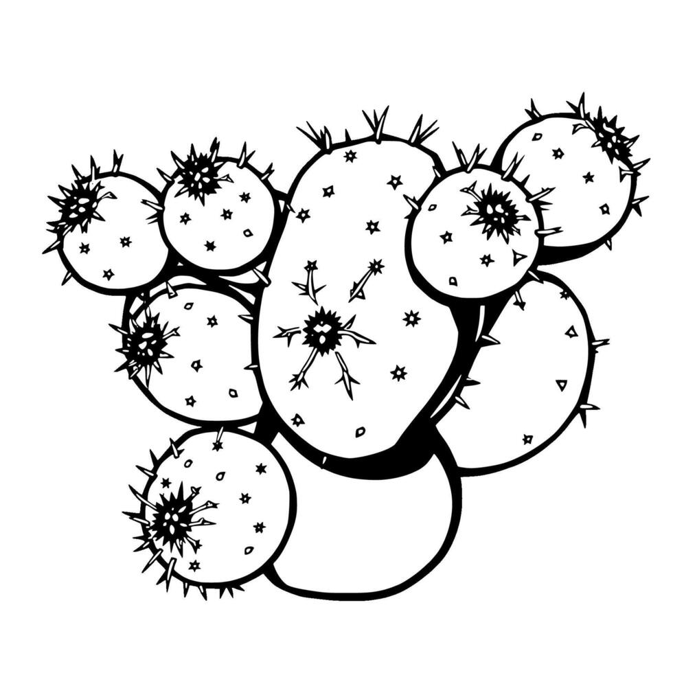 Prickly Pear Cactus Illustration A Detailed Line Drawing vector
