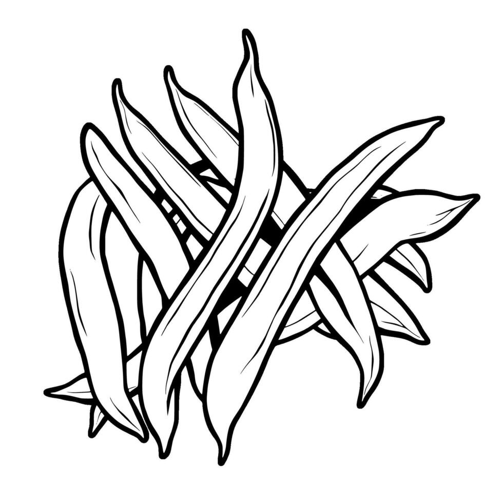 A drawing of beans on a white background vector