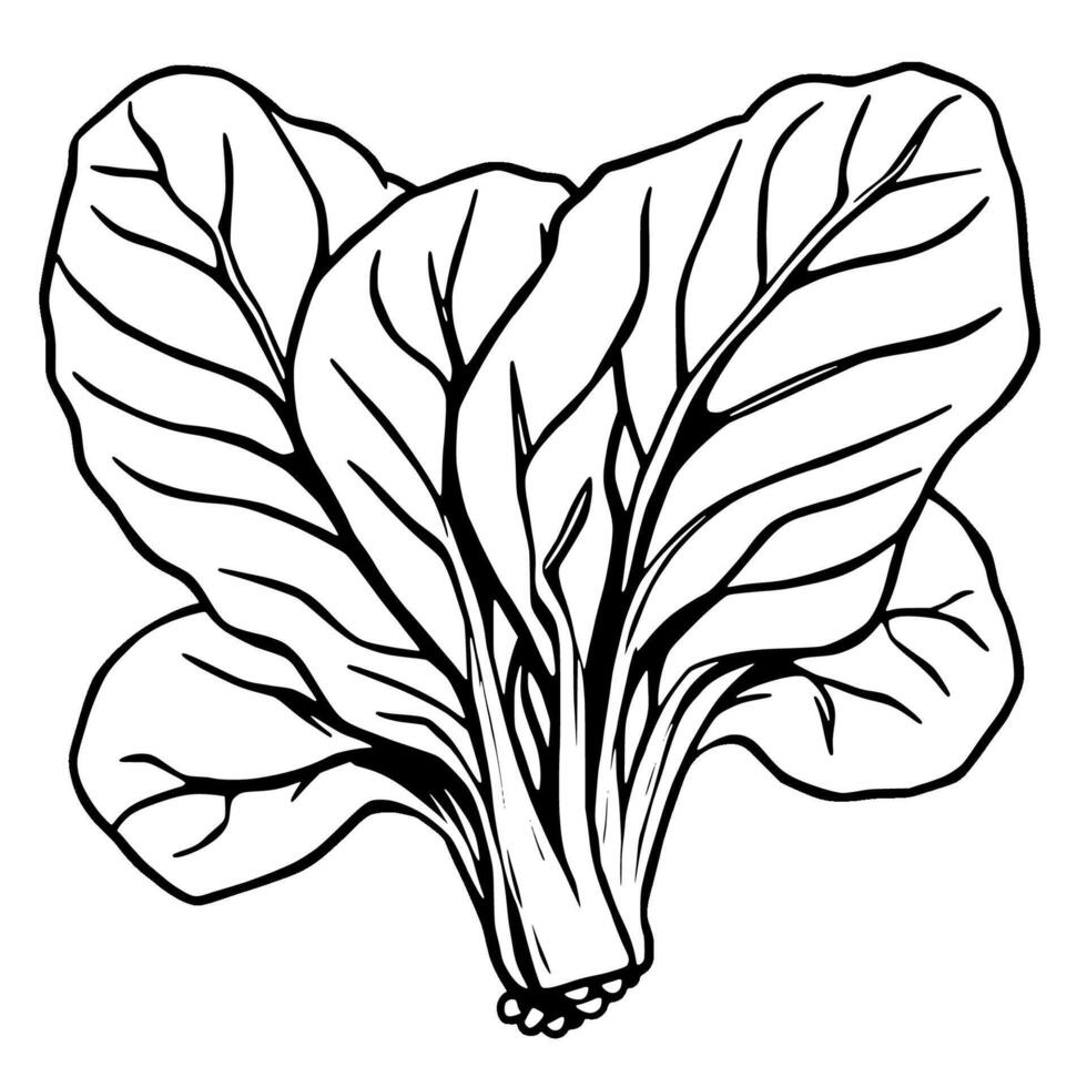 Detailed Illustration Of Bok Choy A Leafy Green Vegetable vector