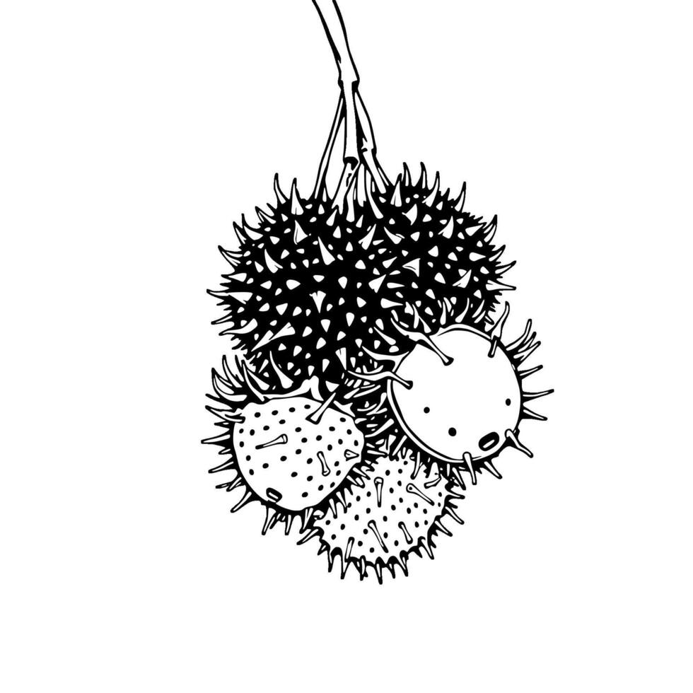 Cluster of Spiky Prickly Fruits Hanging From Stem vector