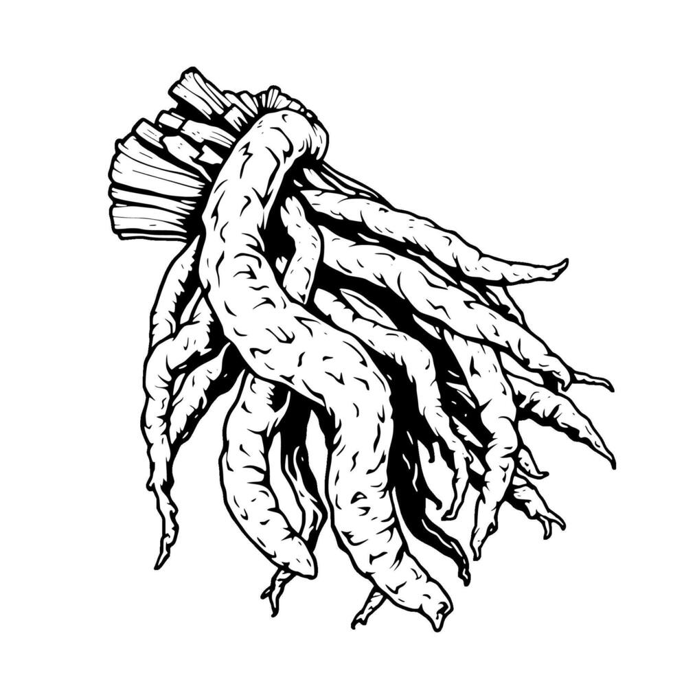 Detailed Line Art Drawing Of A Twisted Root Vegetable vector