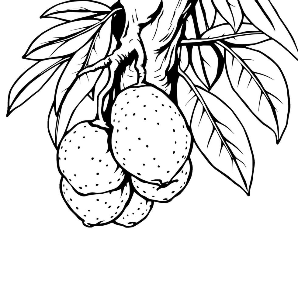 Cluster Of Ripe Oranges Hanging From Branch With Leaves vector