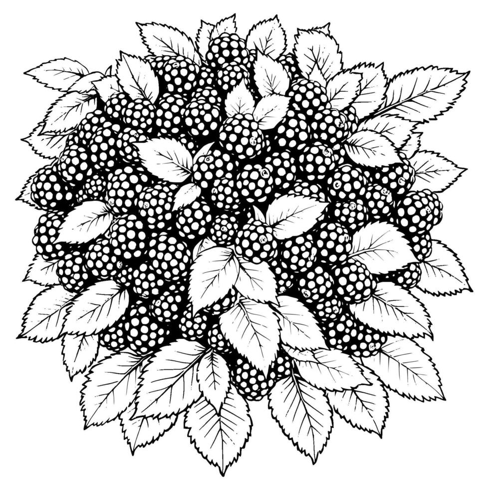 Abundant Cluster Of Ripe Blackberries With Lush Leaves vector