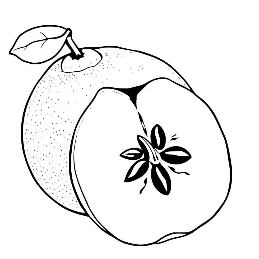 Halved Quince Fruit With Seeds and Leaf Illustration vector
