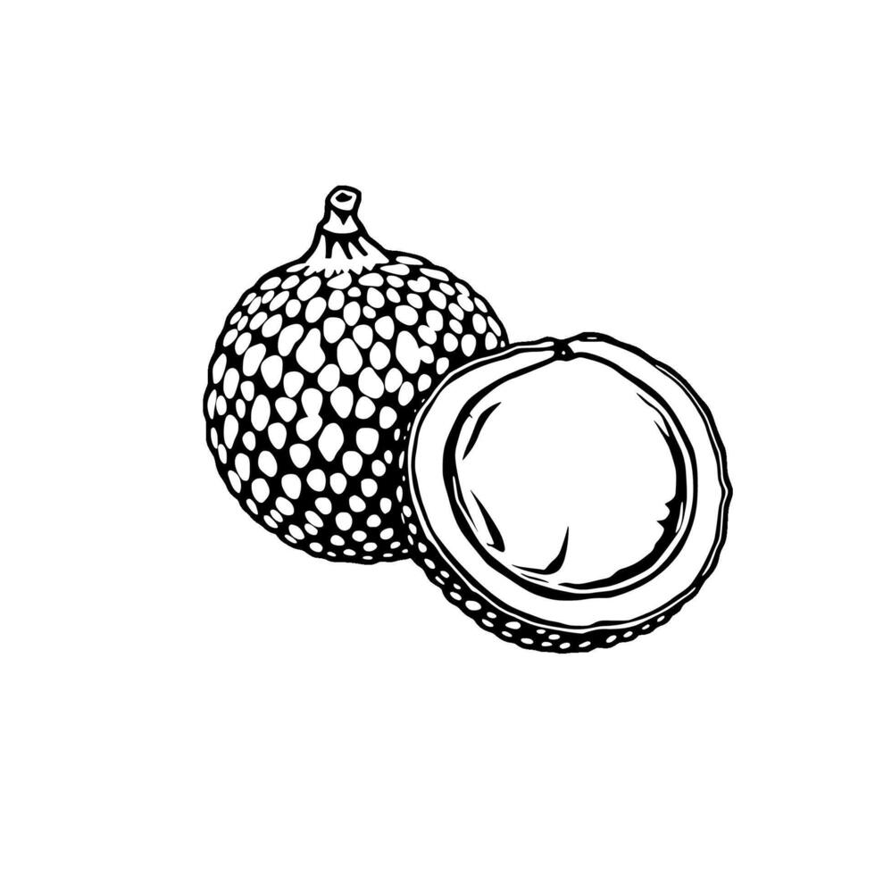Tropical Fruit Illustration Rambutan and Coconut Half vector