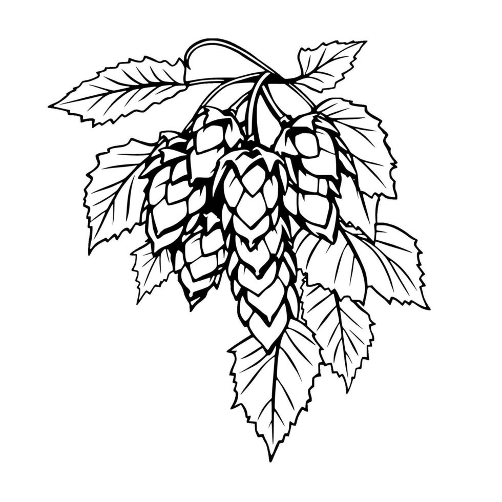 Detailed Line Art Illustration Of Hops Vine With Leaves vector