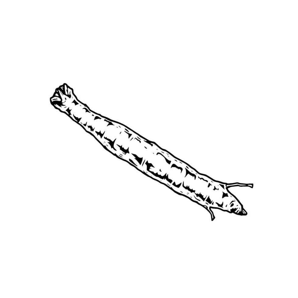 Black And White Illustration Of A Long Thin Root vector