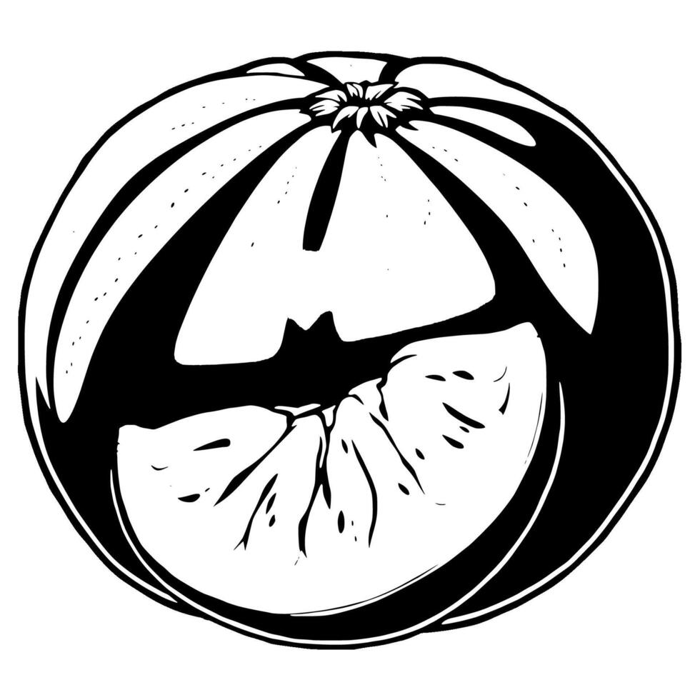 Monochrome Illustration Of A Juicy Pomelo Fruit vector