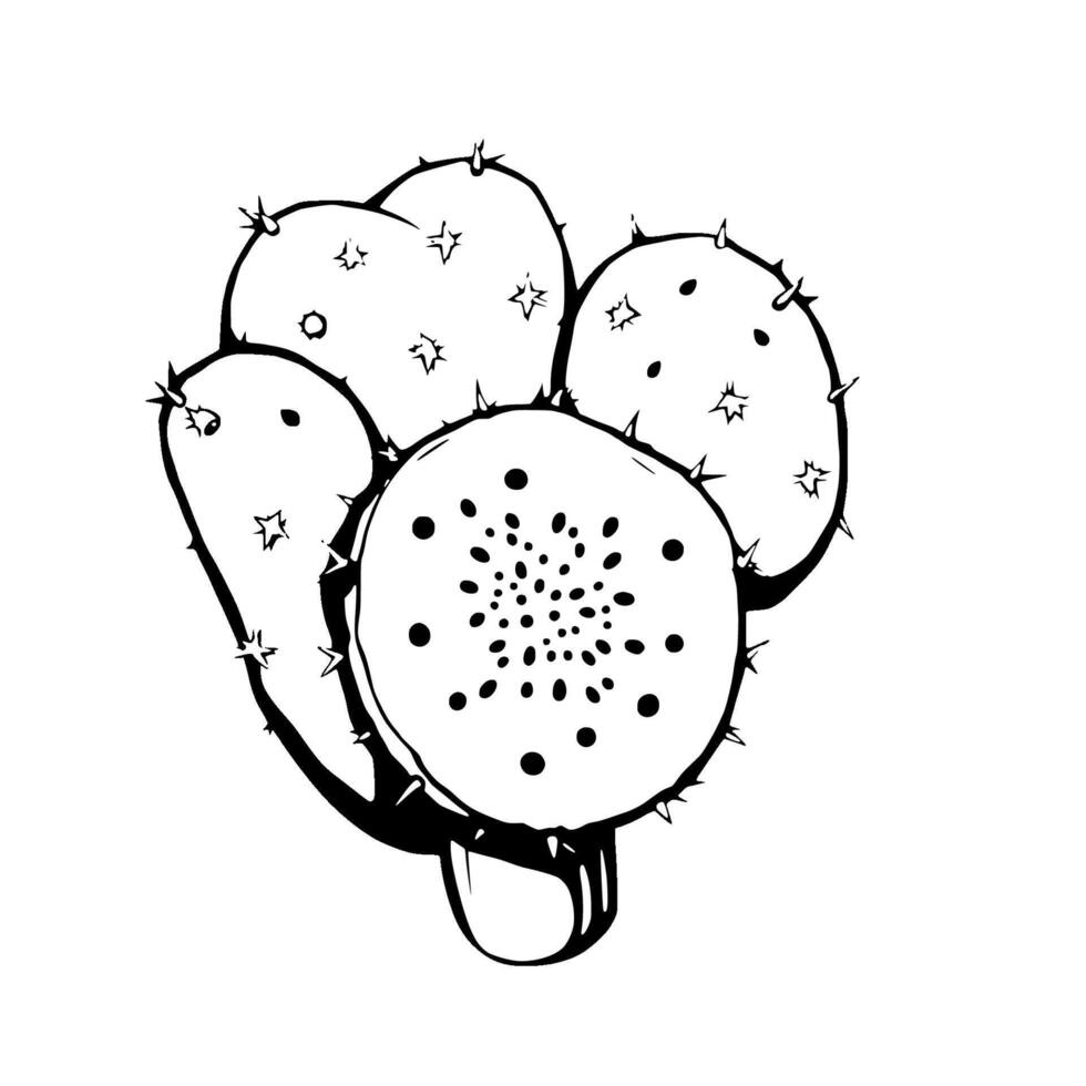 Prickly Pear Cactus With Pink Fruit Illustration vector