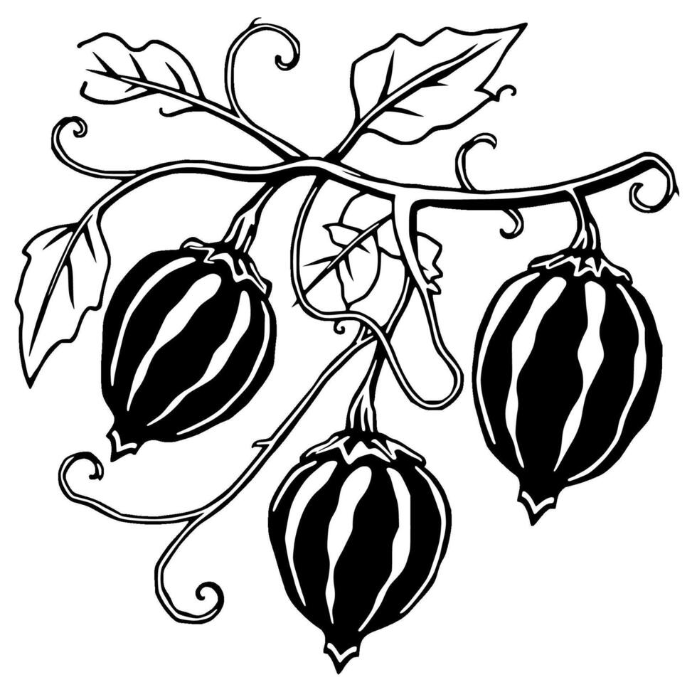 Stylized Black And White Illustration Of Three Gourds On A Vine vector