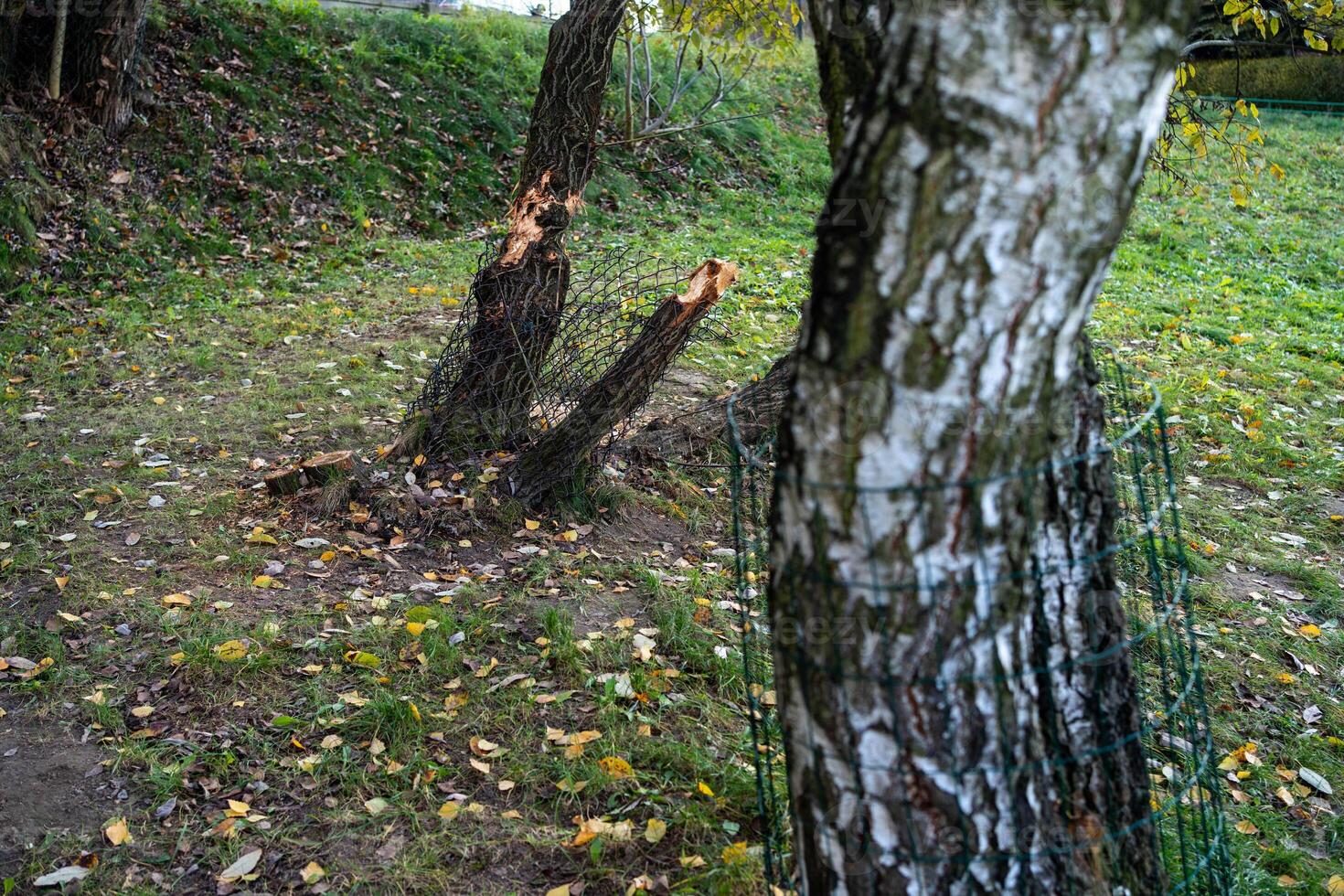 Conservation Efforts Against Beaver Damage photo