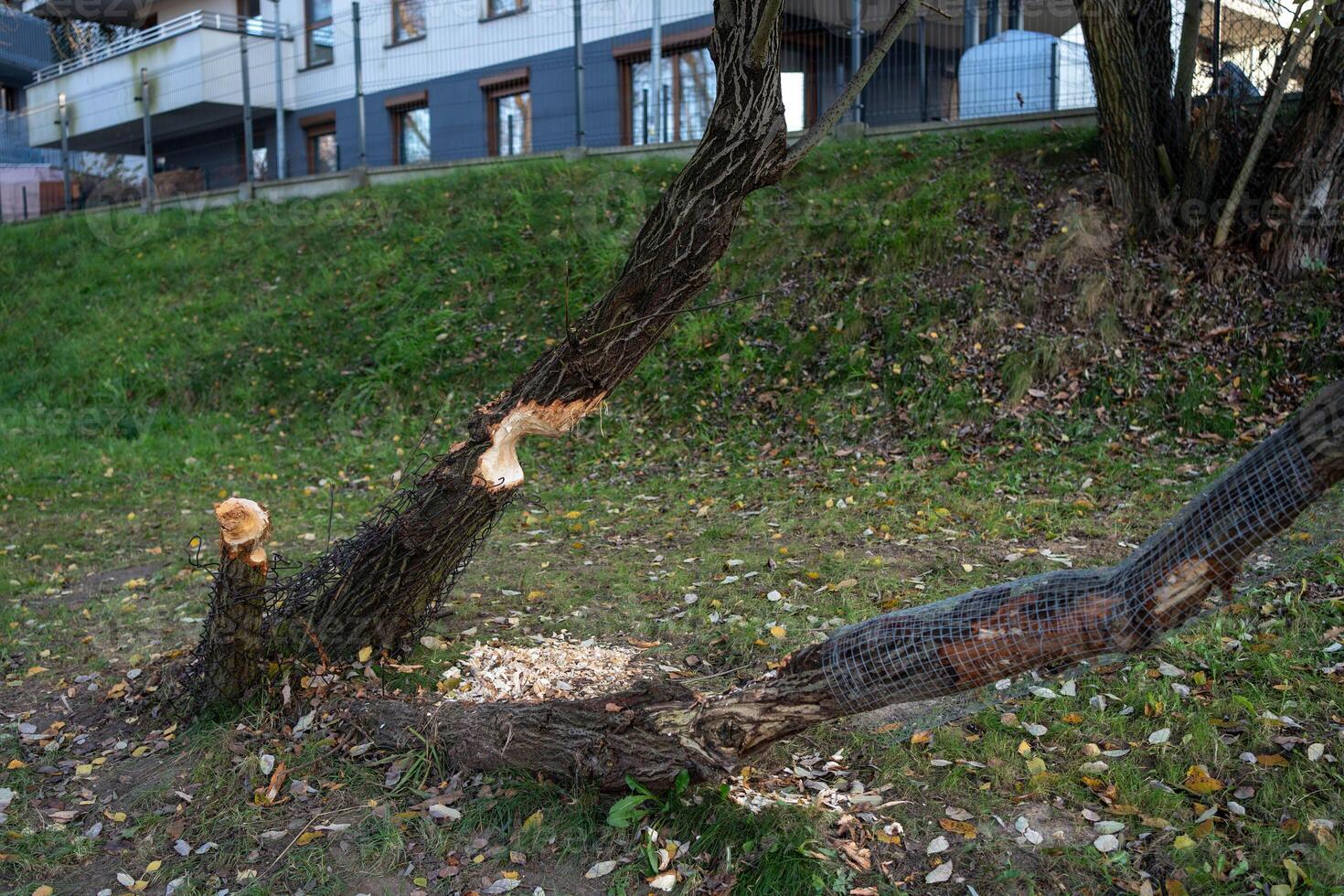 Beaver-Chewed Tree and Preventive Measures photo