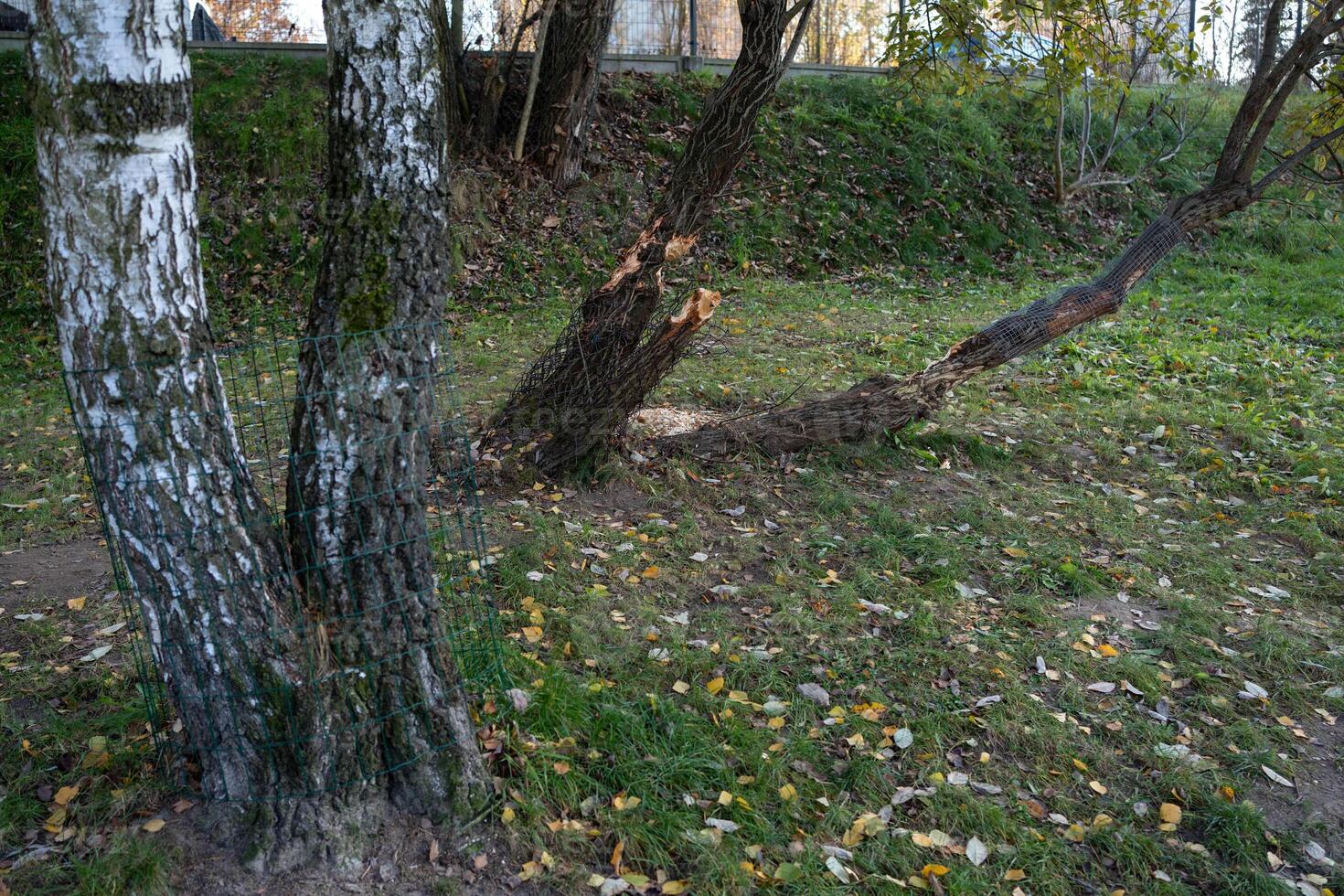 Beaver Damage Prevention in Action photo