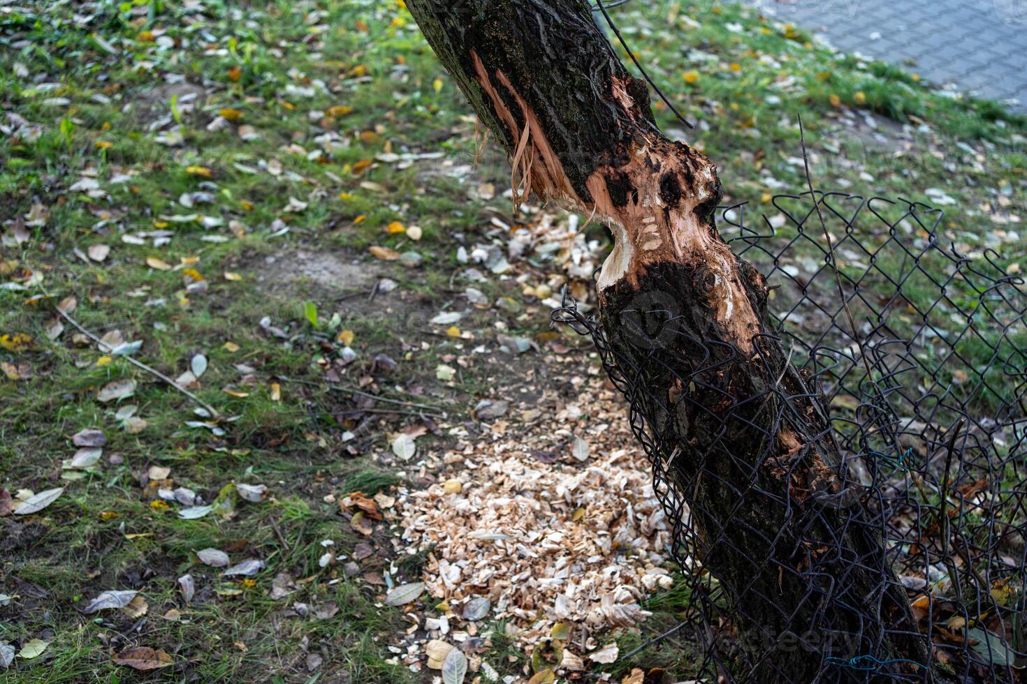 Beaver-Chewed Tree and Protective Mesh with Shavings Nearby photo