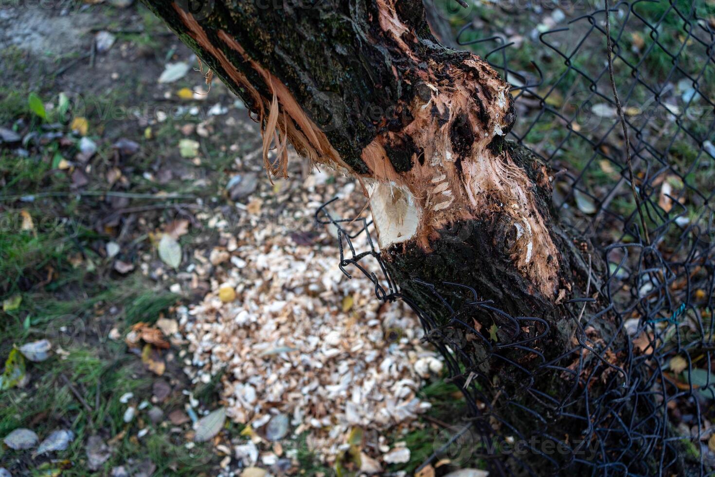 Beaver-Chewed Tree with Shavings and Wire Protection photo