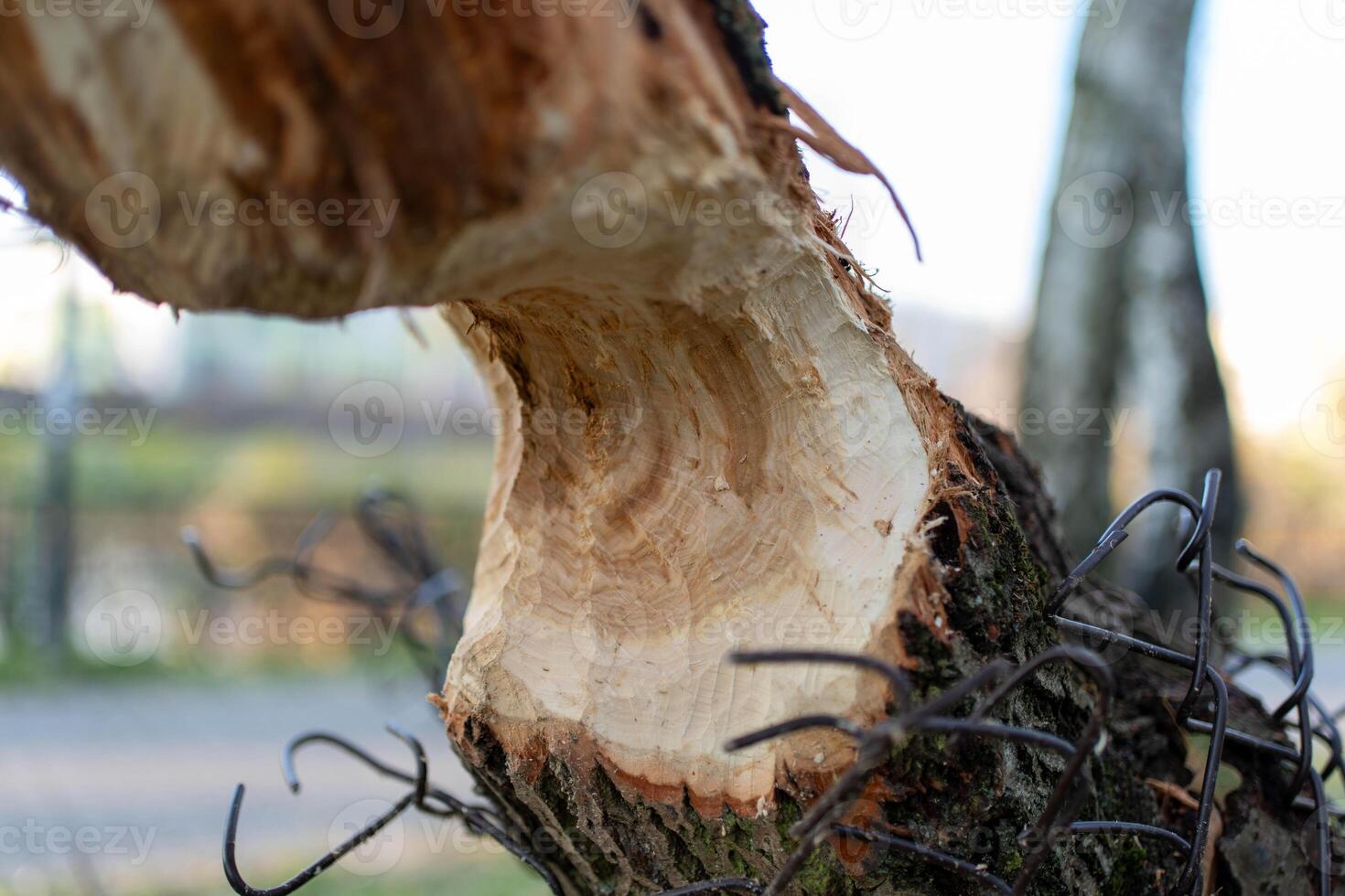 Tree trunk rounded up by beavers photo