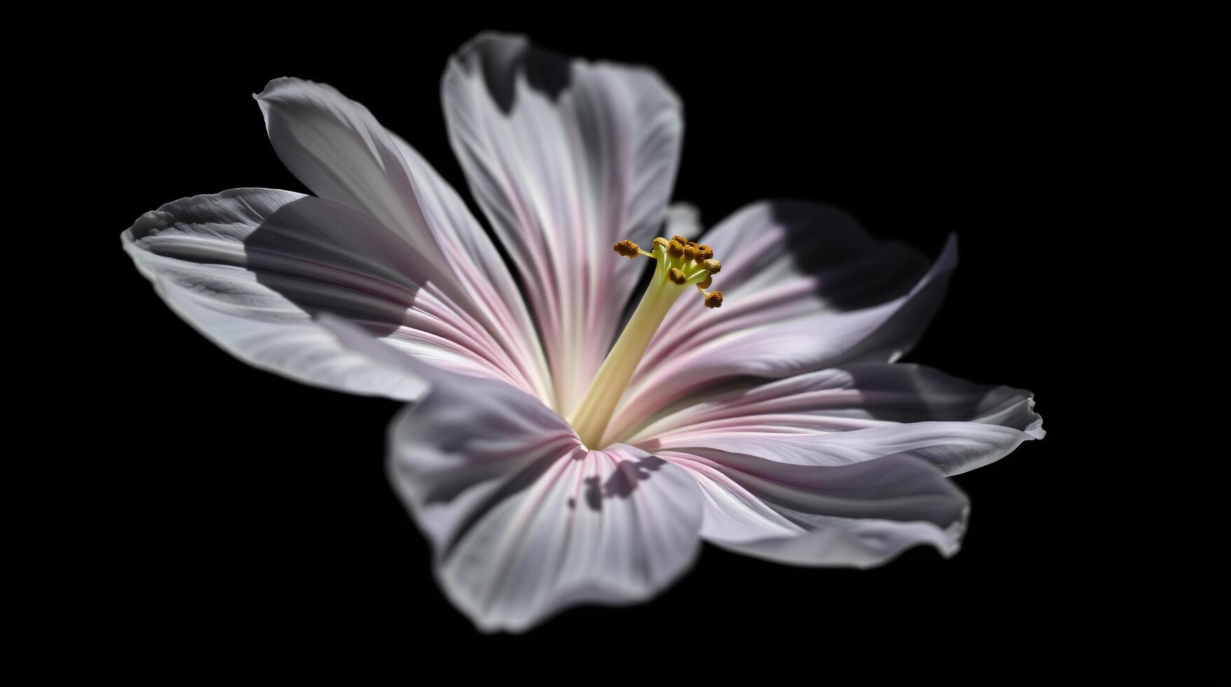 A single flower is shown in the dark photo