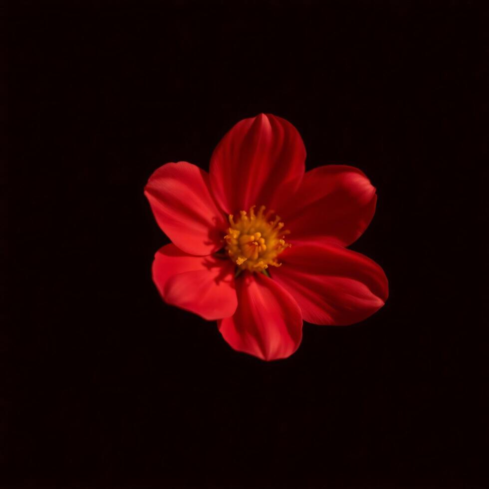 a red flower is shown against a black photo