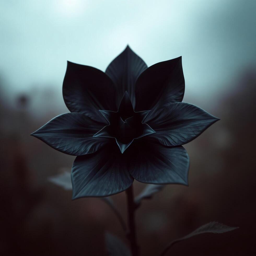 A black flower is shown in the dark photo