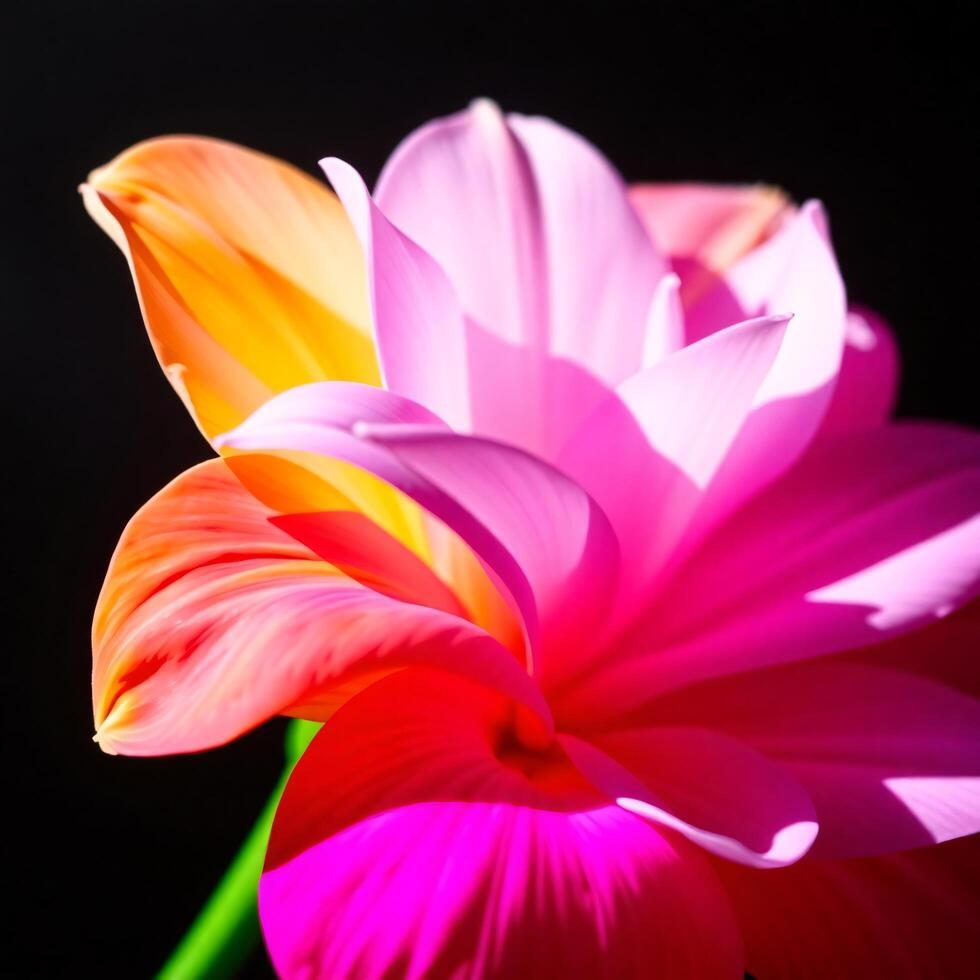 A pink and orange flower is shown in the dark photo