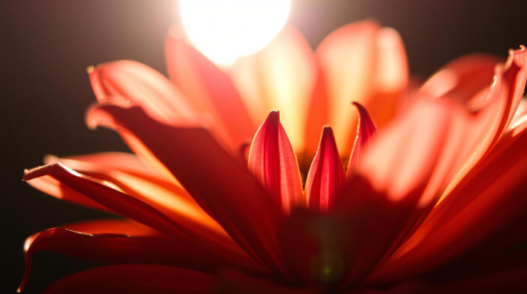 A red flower with the sun shining through it photo