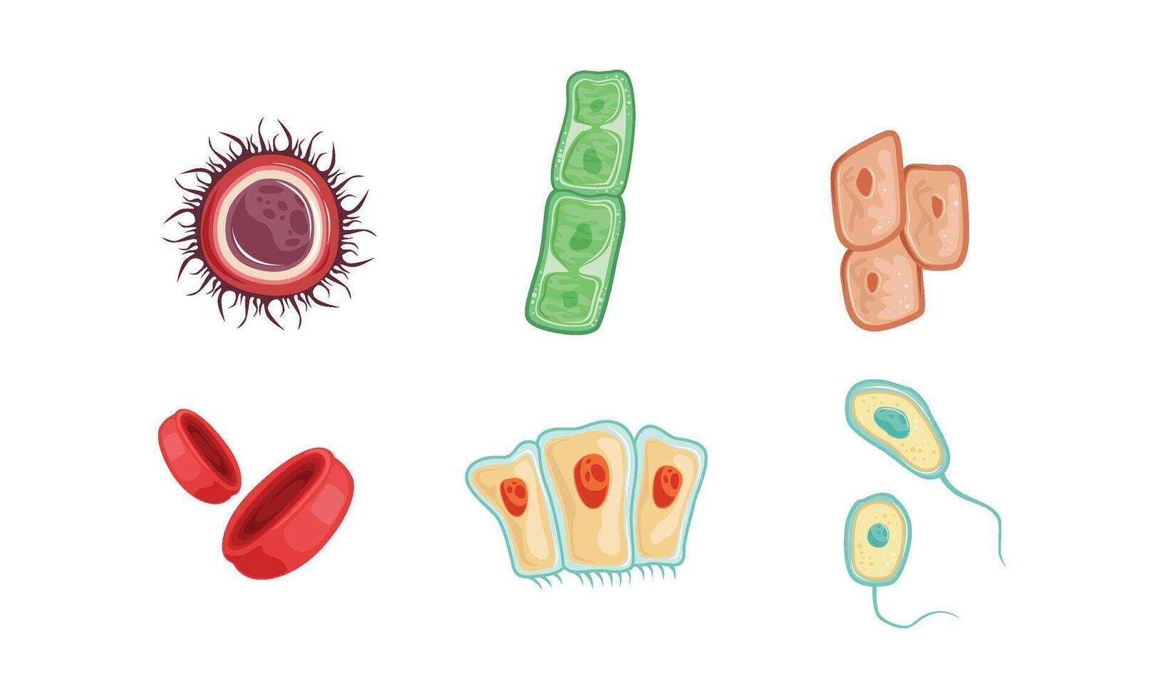 Different Types of Human Cells Collection Infografic Elements Illustration vector