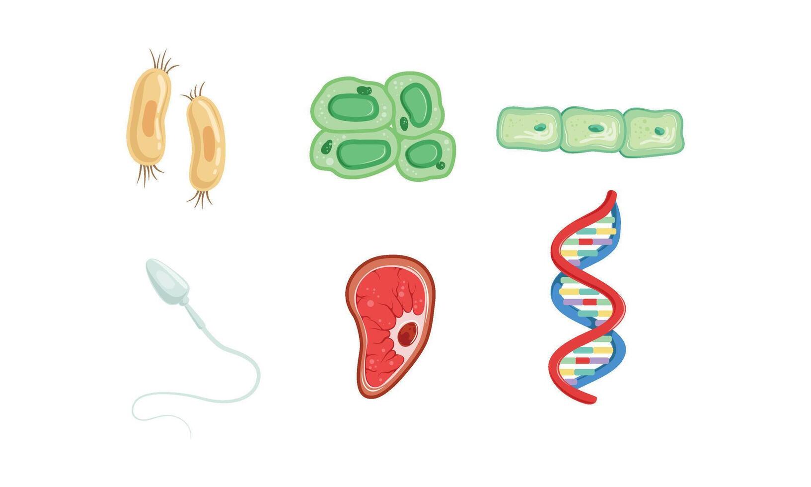 Different Types of Cells, DNA Structure Collection, Human Anatomy Infografic Elements Illustration vector
