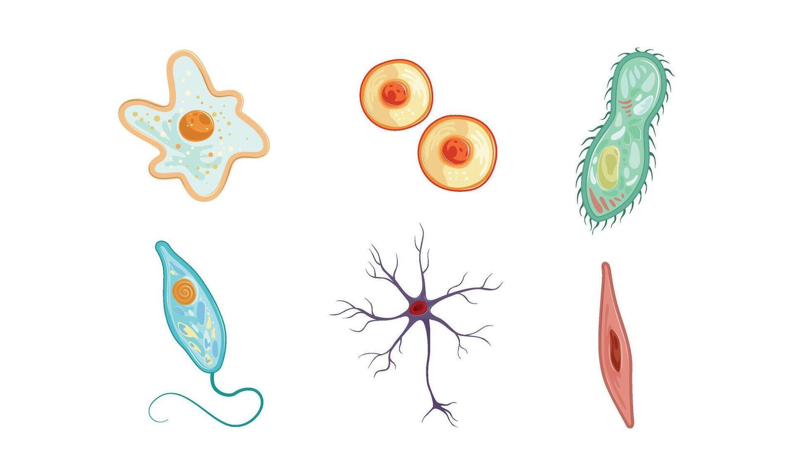 Different Types of Cells Collection, Human Anatomy Infografic Elements Illustration vector