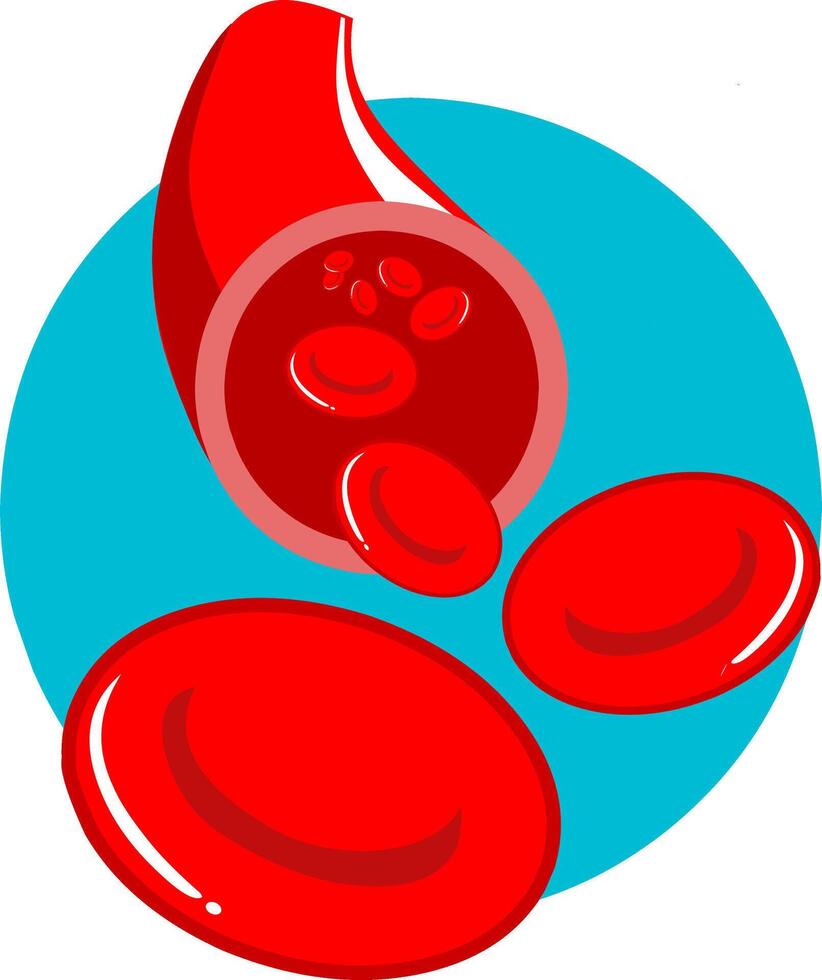 an illustration of a cross-section of a blood vessel with red blood cells or erythrocytes flowing through it. vector