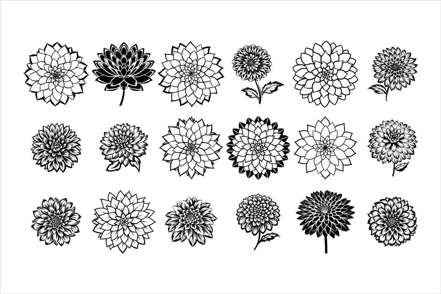 Beautiful Dahlia Flowers in Full Bloom vector