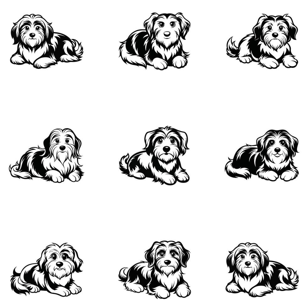 Havanese Squad Goals vector