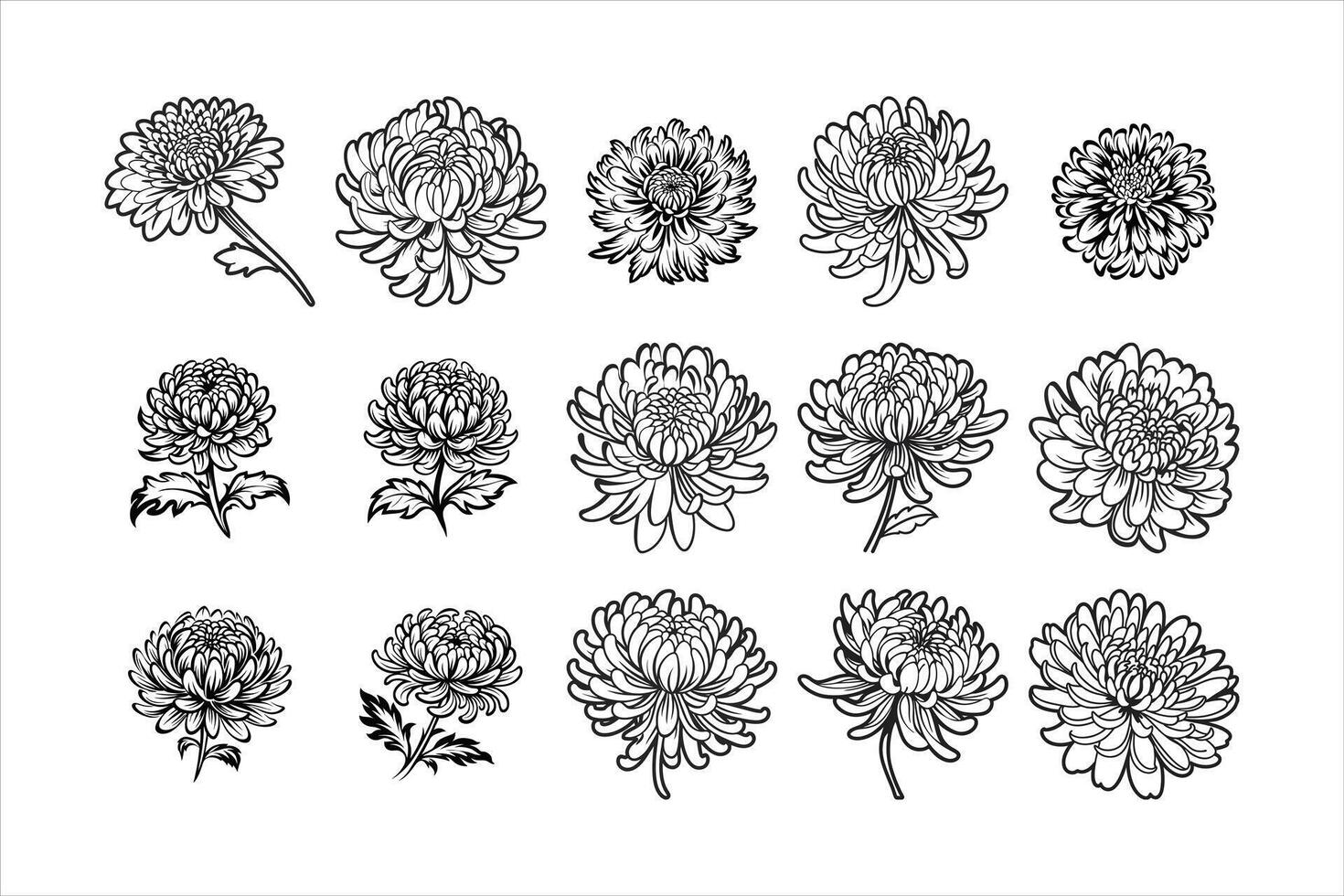 Vibrant Chrysanthemum Petals for Garden Decor vector