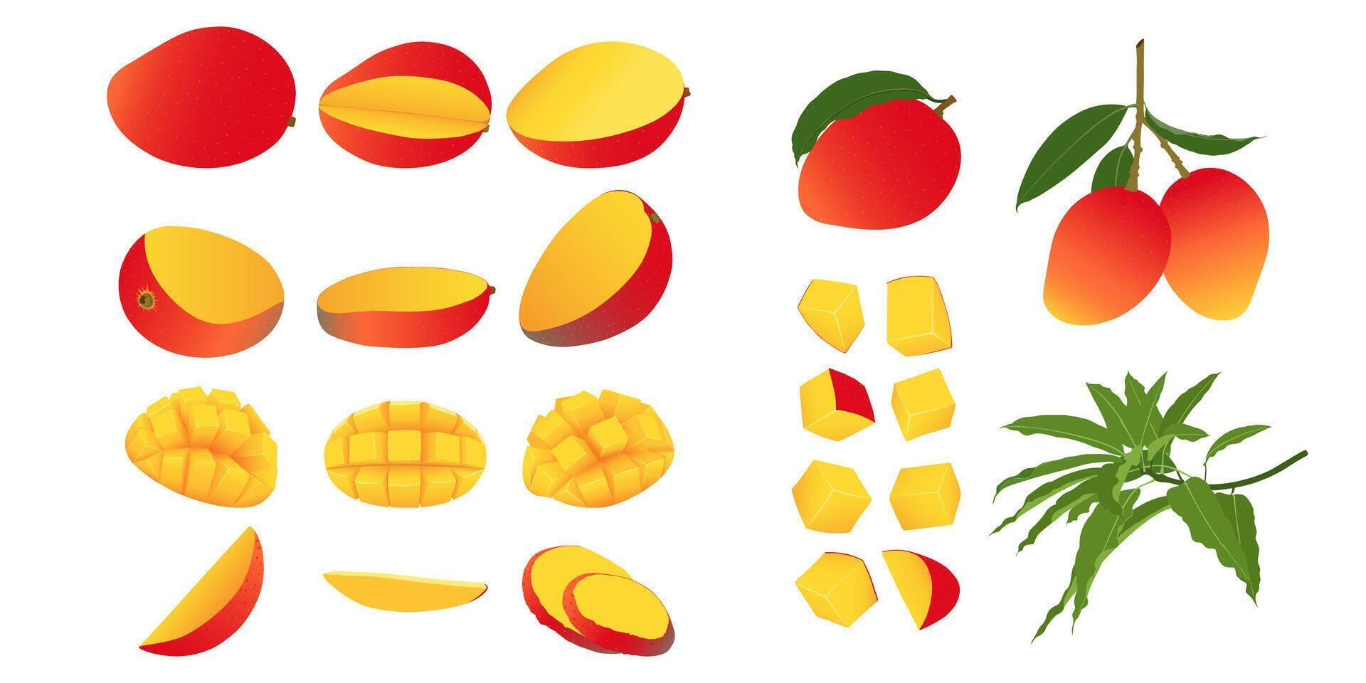 Mango set. Whole fresh raw mango fruit cut into halves, quarters, slices and cubes. Mango with leaves on tree branch vector