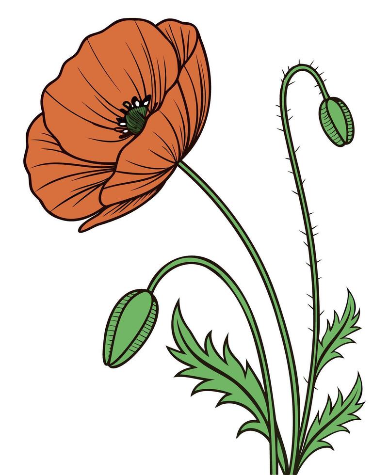 Elegant Poppy Flower with Green Leaves vector